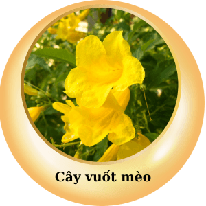 5 - Sản phẩm được bán bởi Gico Pharma