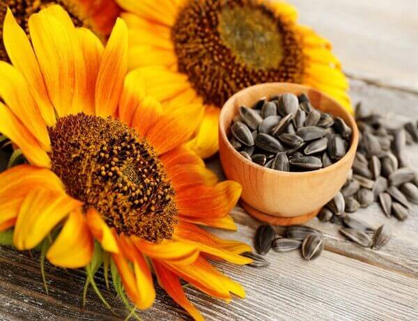 an hat huong duong co tot khong - Sản phẩm được bán bởi Gico Pharma